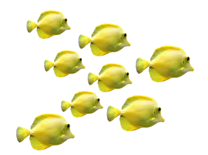 鱼 一群鱼 水下世界 海 海洋生物 一群 水下 水族馆