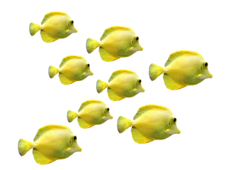 鱼 一群鱼 水下世界 海 海洋生物 一群 水下 水族馆