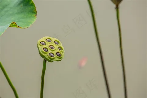 莲蓬及掉落的花瓣