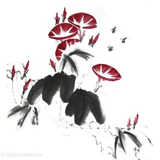 国画牵牛花图片
