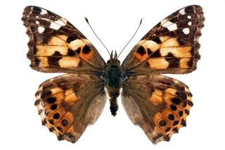 蝴蝶 彩蝶 花蝴蝶 动物 昆虫 免抠