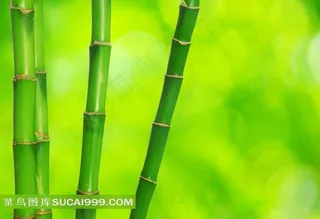 绿色竹子摄影图片
