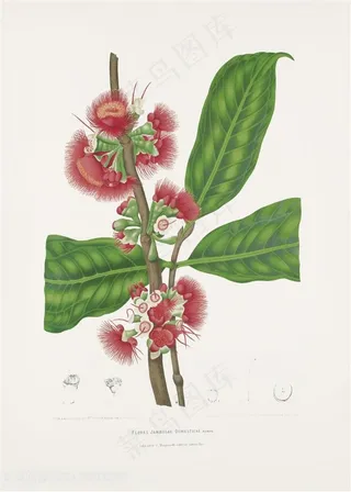 手绘植物绣球插画图片