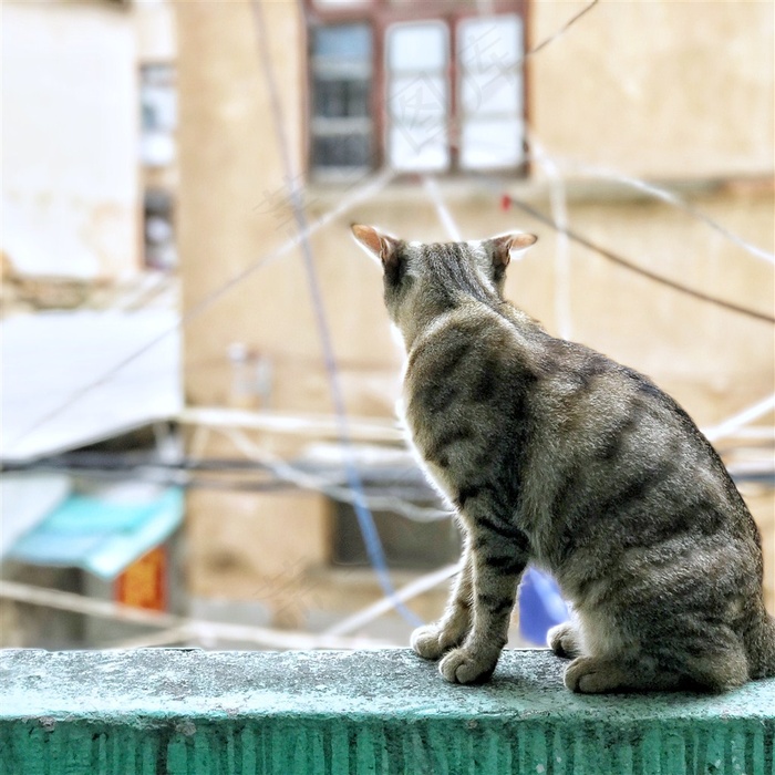 可爱的猫咪图片