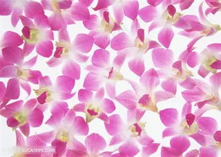 花团锦簇淡雅唯美玫瑰花花瓣背景