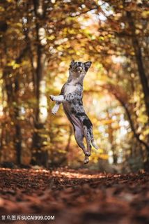 高清树林里跳起来接球的牧牛犬狗狗图片