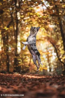 高清树林里跳起来接球的牧牛犬狗狗图片