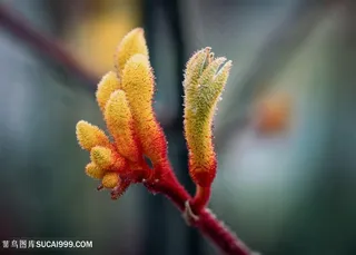 准备绽放的花朵微距图片