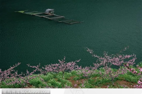 桃树旁平静的河水