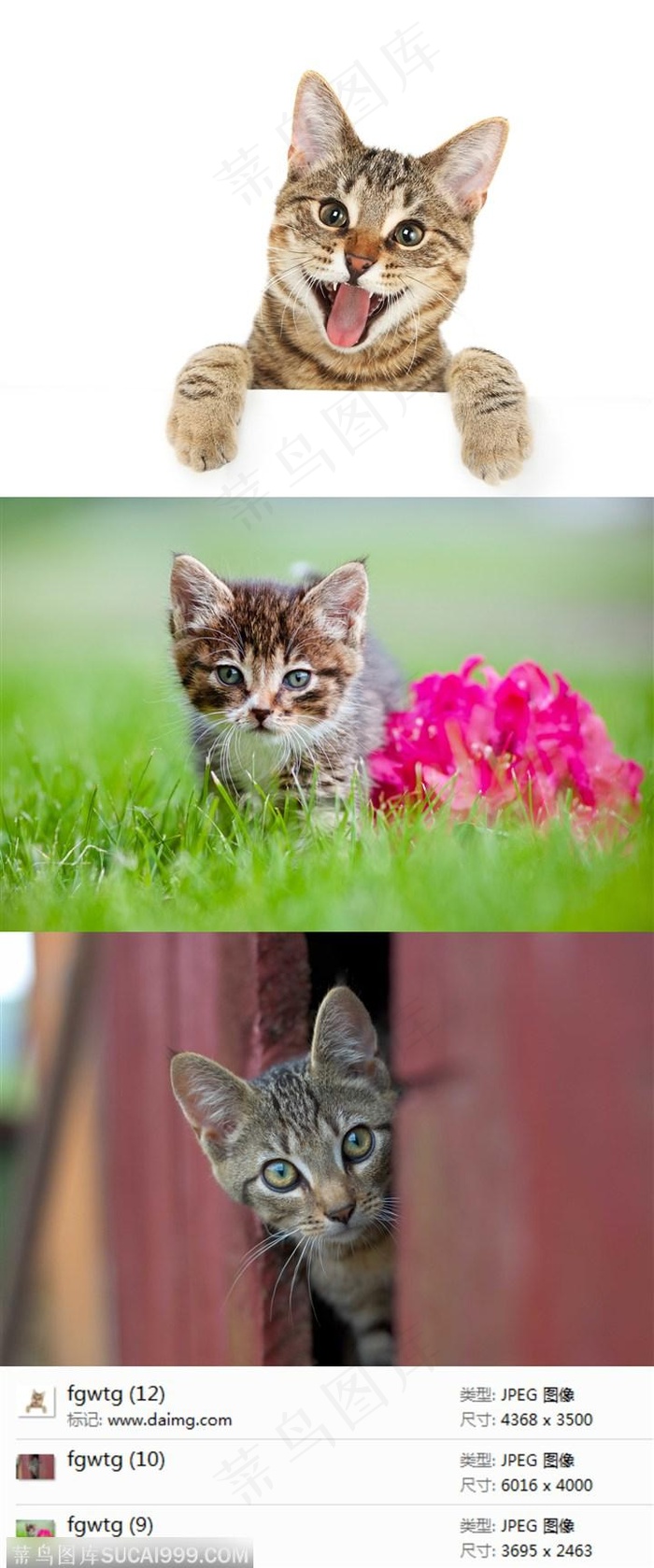 可爱的宠物猫摄影素材