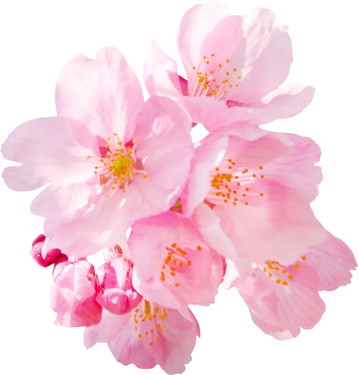 免抠粉色花朵  