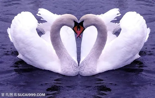 两只天鹅颈部拼一个心形高清素材 两只天鹅颈部拼一个心形高清素材
