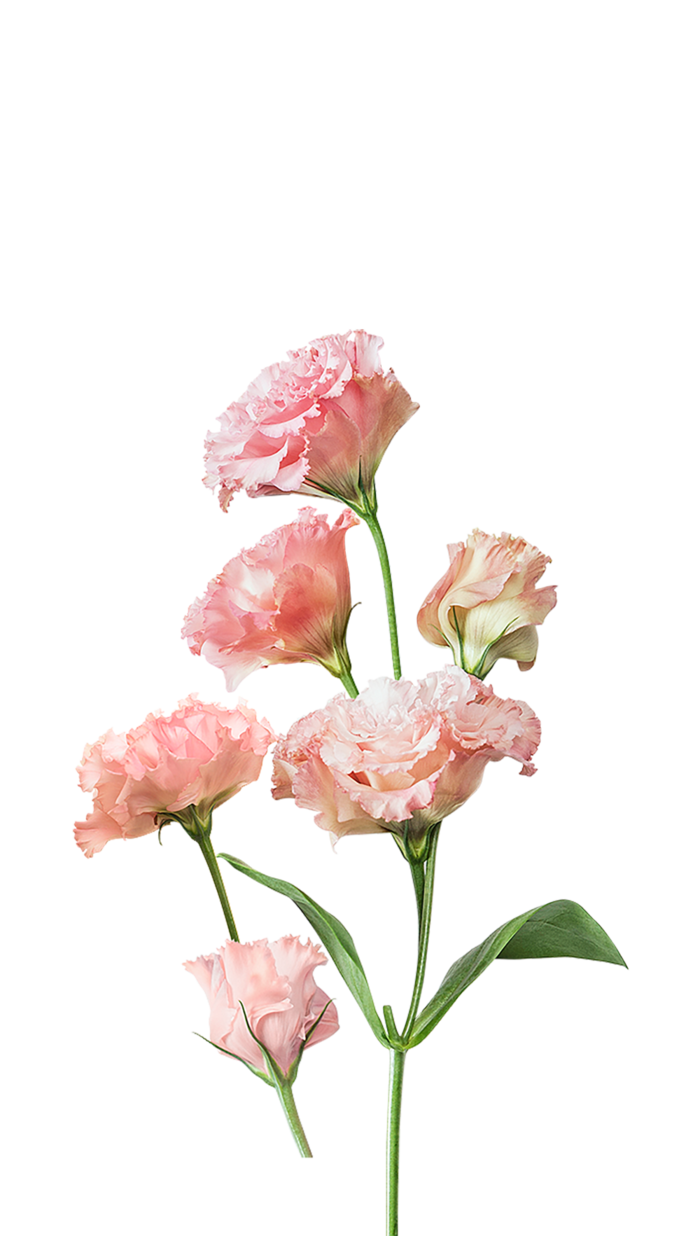 木乃伊鲜花粉色免扣素材