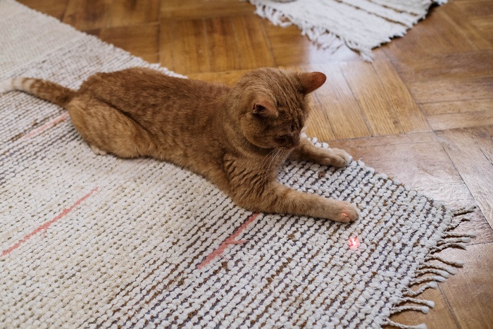 可爱猫咪猫猫摄影素材