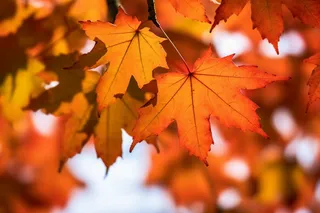 秋天金红的枫叶细节摄影图