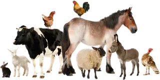 马匹奶牛兔子动物素材