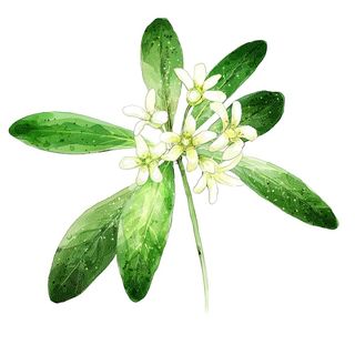 绿色简约风鲜花水墨画栀子花插画油画素材背景图片