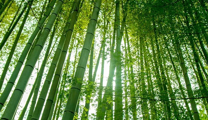 青葱嫩绿的竹林