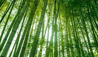 青葱嫩绿的竹林