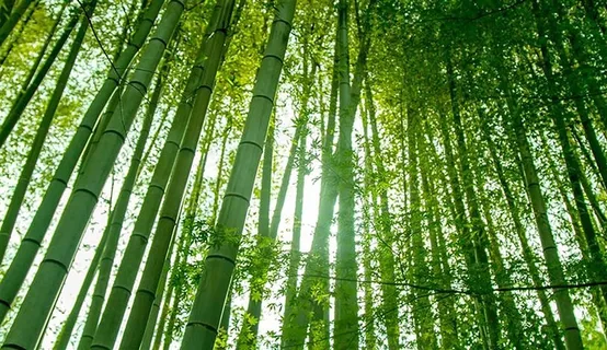 青葱嫩绿的竹林 青葱嫩绿的竹林