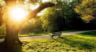 阳光照耀粗壮的树木和青葱的草地