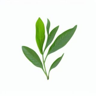 一支绿色的叶子png免抠