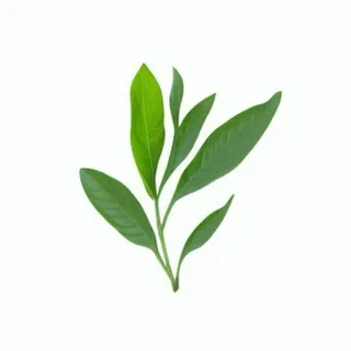 一支绿色的叶子png免抠