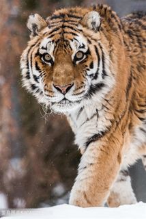 唯美野生动物东北虎图片 唯美野生动物东北虎图片