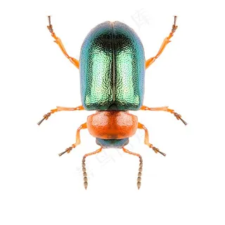 绿色的甲虫高清图片昆虫图片