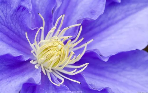 花芯     花芯