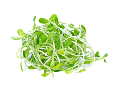 豆芽 (6)超市商品白底图免抠实物摄影png格式图片透明底