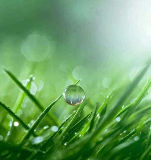 春天草地绿叶上的露珠，惊蛰雨水谷雨摄影图