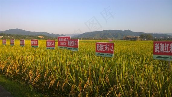 金黄丰收的水稻高清素材图片