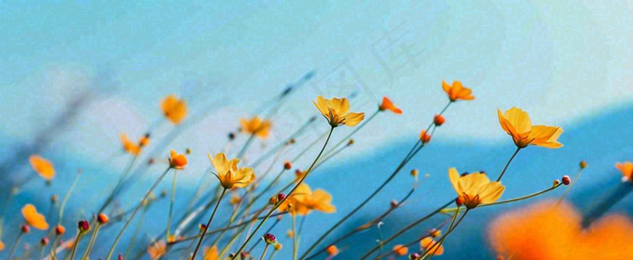 简约橙色小花鲜花，蓝色天空山脉虚幻意境摄影图(1712x704)