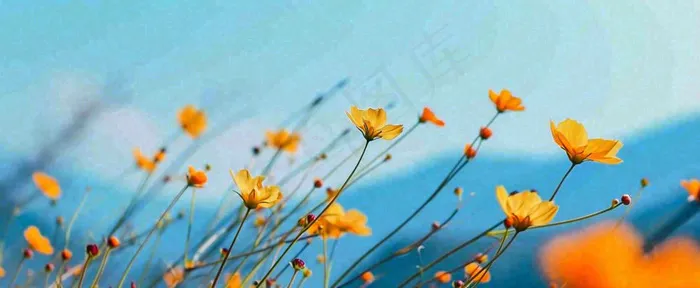 简约橙色小花鲜花，蓝色天空山脉虚幻意境摄影图(1712x704)