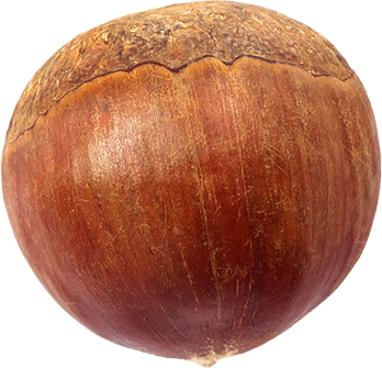 05_Chestnut