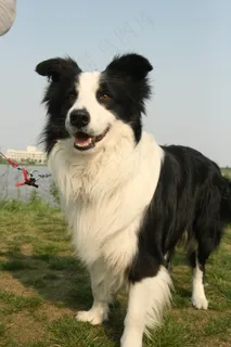 牧羊犬图片下载 牧羊犬图片下载