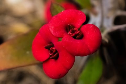 红色花朵微距图片