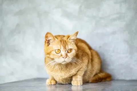 可爱猫咪猫猫摄影素材 可爱猫咪猫猫摄影素材