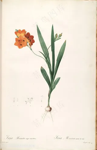 雷杜德原版高清花草花卉插画