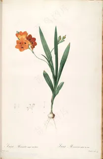 雷杜德原版高清花草花卉插画 雷杜德原版高清花草花卉插画