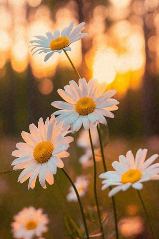 落日小花小草花朵特写，郊游玩耍意境摄影图