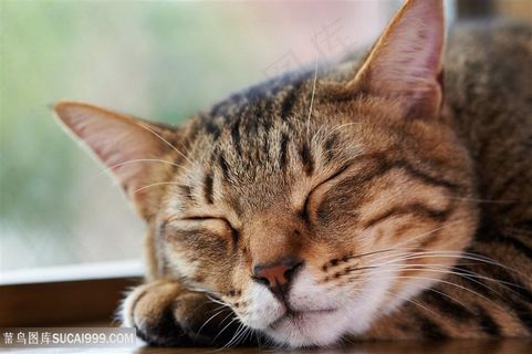 高清可爱趴着睡着的狸花猫猫咪图片