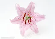 花卉物语-浅粉色的百合花