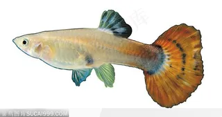 大尾叶热带鱼标本