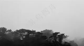 黑白水墨画的树林