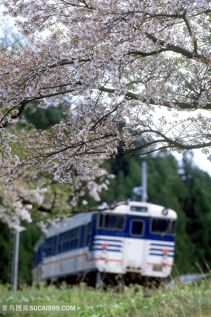 桃花树唯美火车壁纸