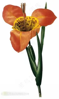 国外手绘植物花朵