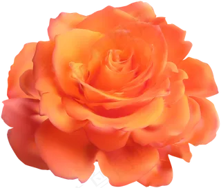 玫瑰 黄色 黄玫瑰 玫瑰花 花朵 鲜花特写 免抠