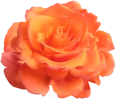 玫瑰 黄色 黄玫瑰 玫瑰花 花朵 鲜花特写 免抠 玫瑰 黄色 黄玫瑰 玫瑰花 花朵 鲜花特写 免抠